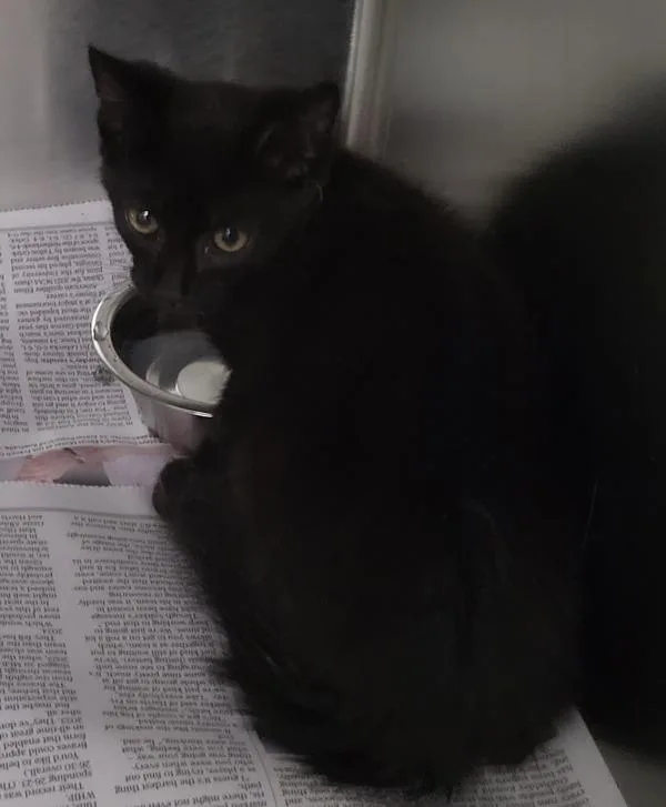 A baby small-sized male Domestic Short Hair cat named Nfc Wasabi for adoption in Lawrenceville, GA