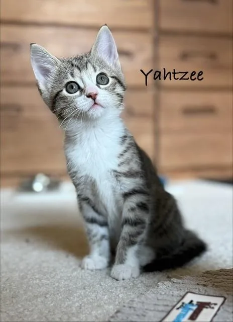 A baby small-sized female Tabby (Brown / Chocolate) Tabby cat named Yahtzee for adoption in Brighton, MI