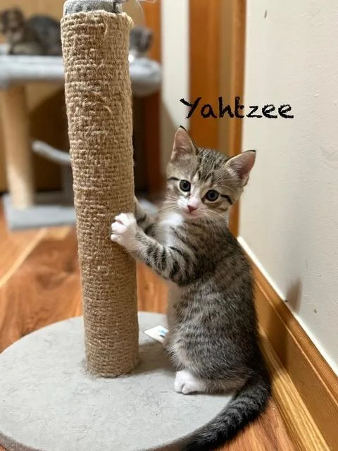 Yahtzee thumbnail 2