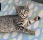 Pita