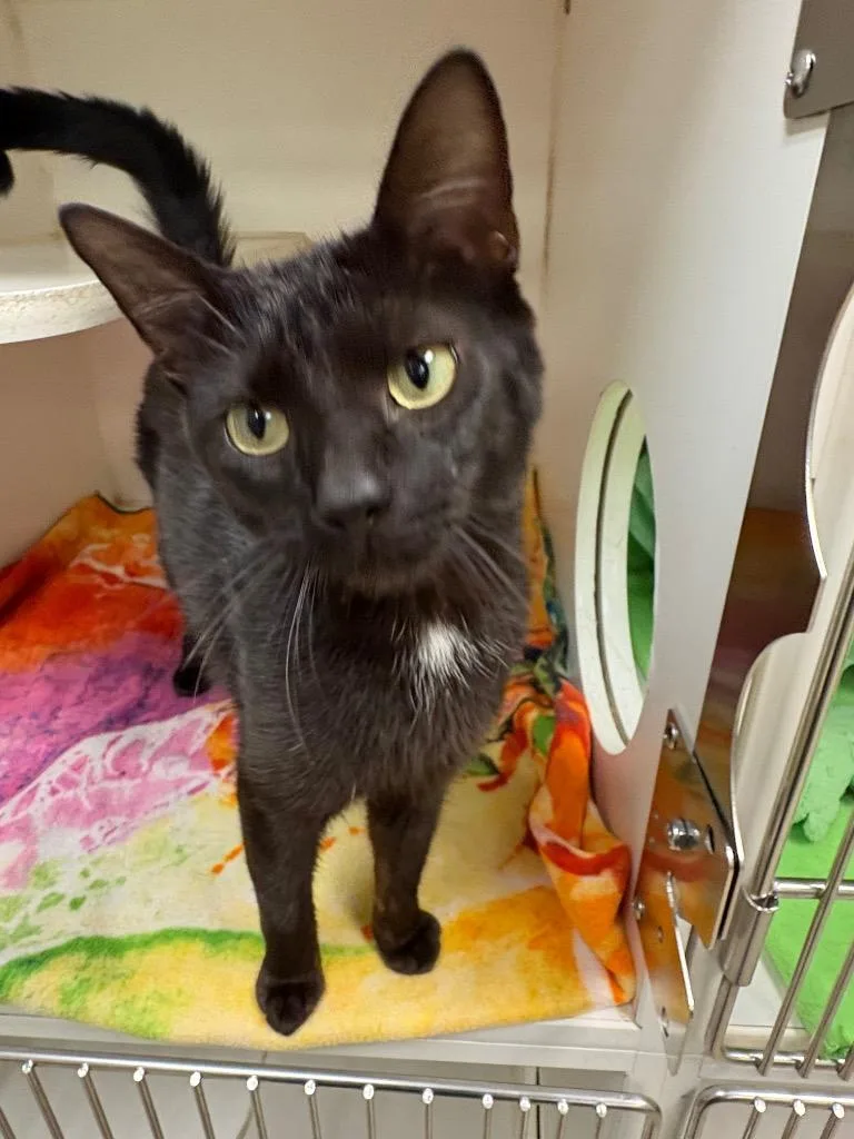 A baby medium-sized female Domestic Short Hair cat named Carrie for adoption in Johnson City, TN