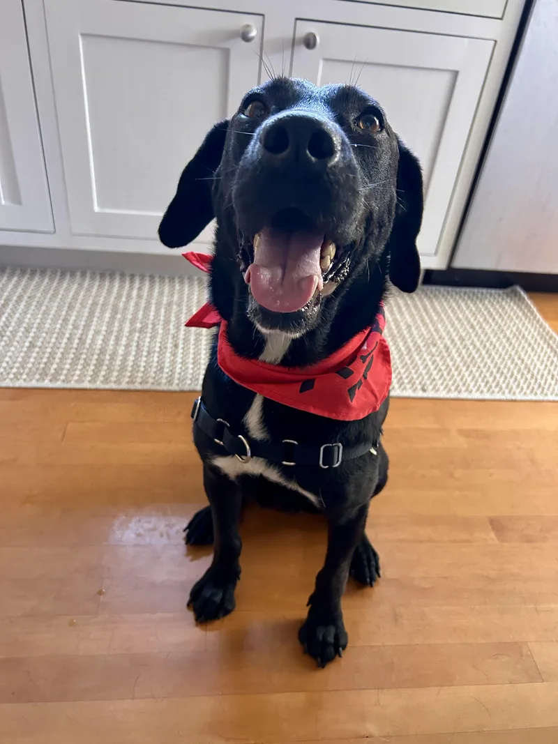 An adult medium-sized female Black Labrador Retriever dog named Benny for adoption in San Diego, CA
