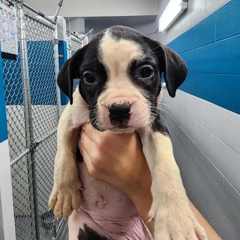 A baby small-sized female Black Boxer dog named Zuri for adoption in Evansville, IN