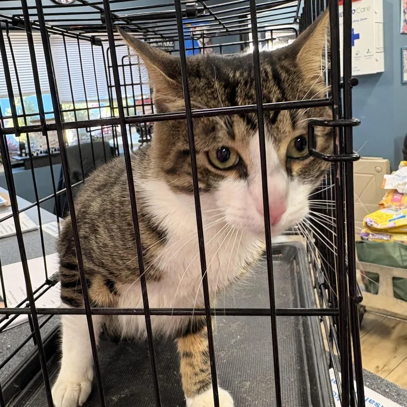 A young small-sized male White Domestic Short Hair cat named Tiger O'shea for adoption in Newark, NJ