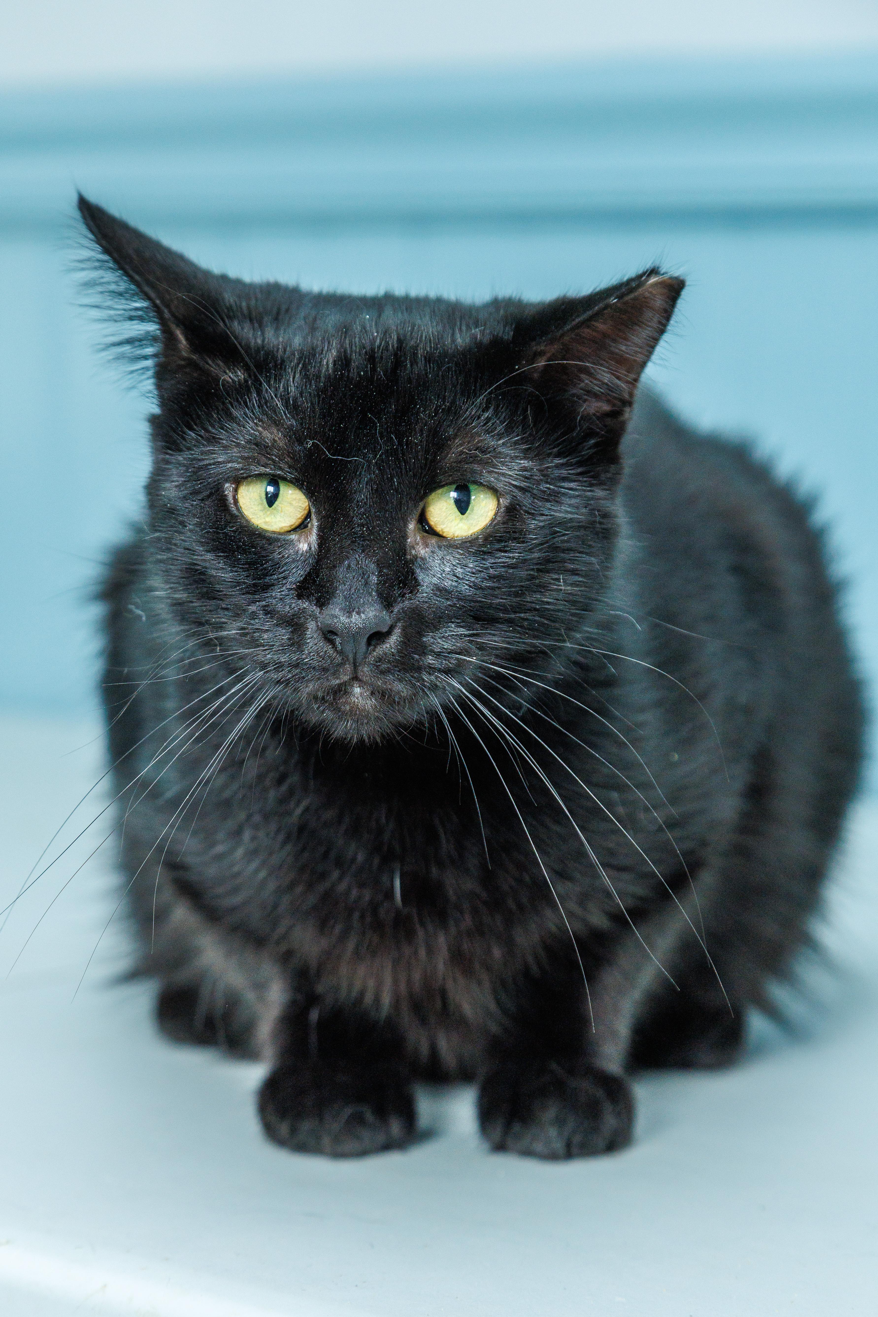 An adult large-sized female Black Domestic Medium Hair cat named Robyn for adoption in Chester Springs, PA