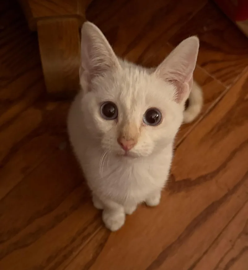 Lucy