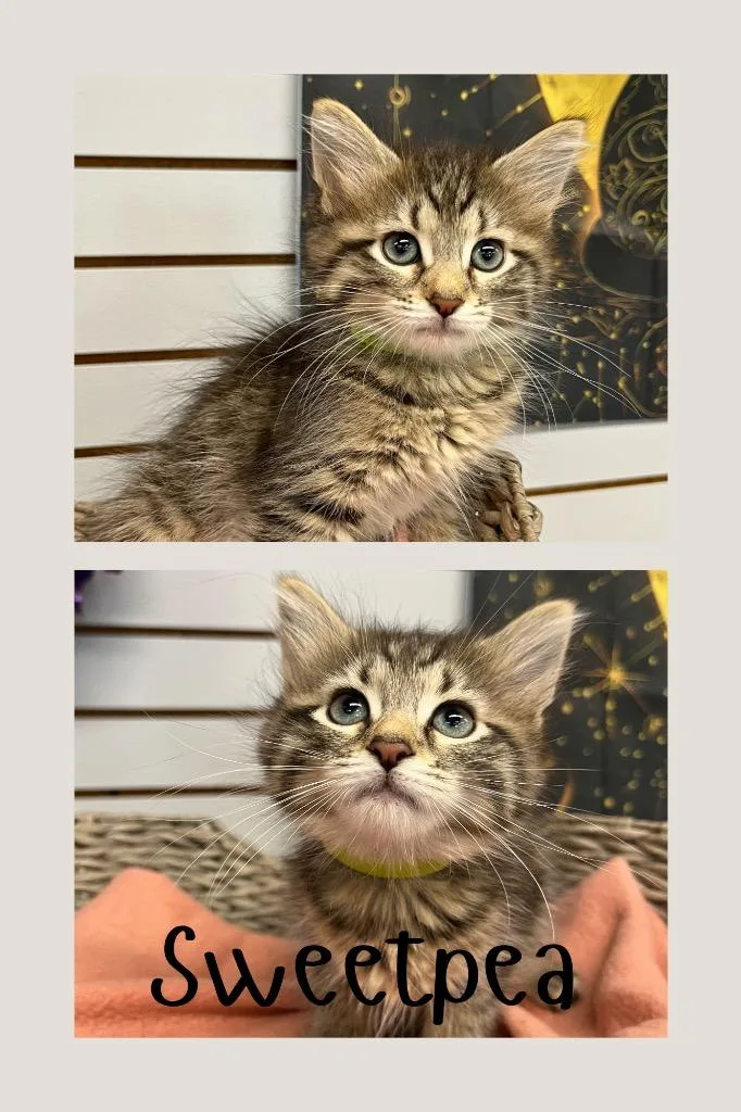 A baby small-sized female Domestic Medium Hair cat named Sweetpea for adoption in Pierceton, IN