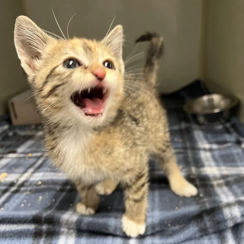 A baby small-sized female Gray / Blue / Silver Domestic Short Hair cat named Elena for adoption in Amarillo, TX