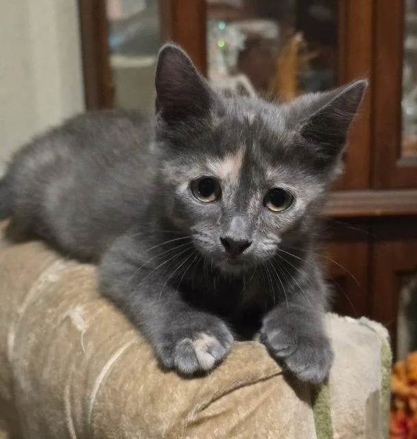 A baby medium-sized female Domestic Short Hair cat named Dixie for adoption in Antioch, CA