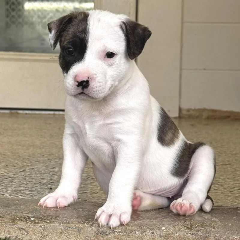 A baby medium-sized female White / Cream Terrier dog named Freckles for adoption in LOXAHATCHEE, FL