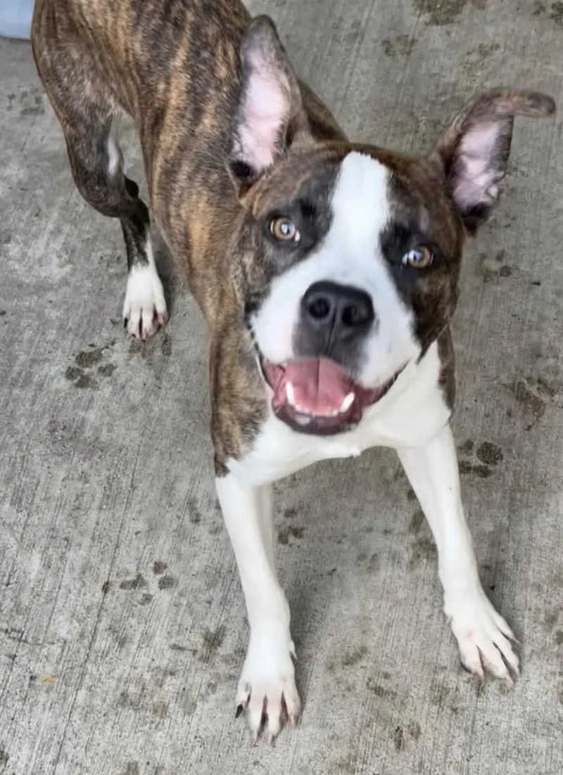 A young medium-sized male Brindle Pit Bull Terrier dog named Launchpad for adoption in Chicago, IL
