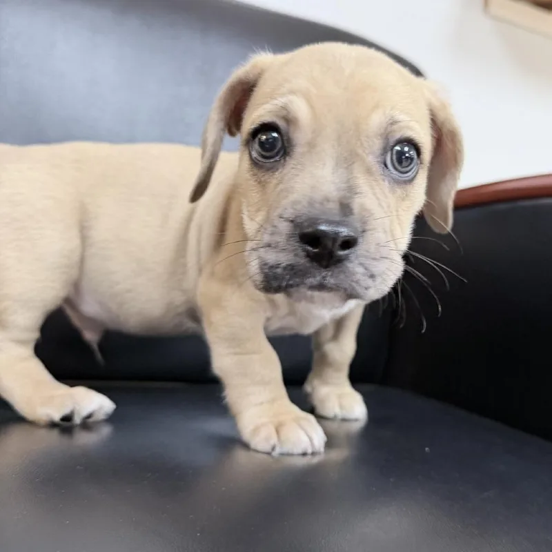 A baby small-sized male French Bulldog dog named Bullwinkle for adoption in Tyler, TX