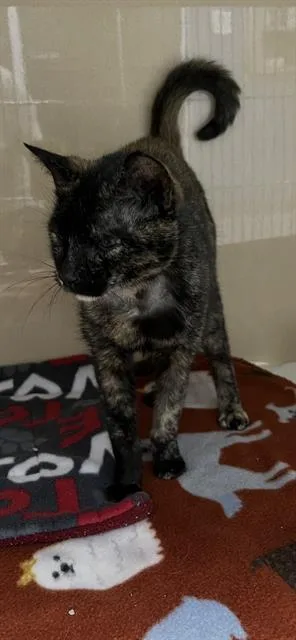 A senior medium-sized female Domestic Short Hair cat named A for adoption in Palmetto, FL