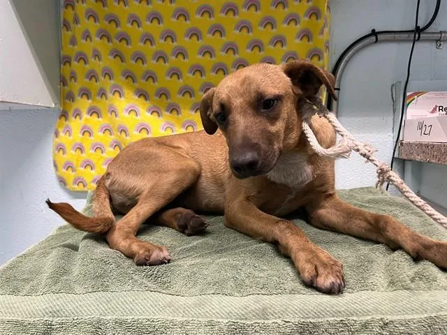 A young small-sized female German Shepherd Dog dog named A for adoption in Lancaster, CA