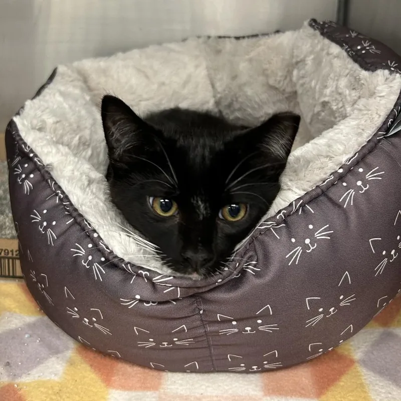 A baby medium-sized male Black Domestic Short Hair cat named Tux for adoption in Martinsville, VA