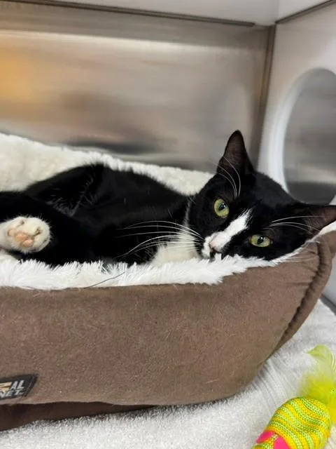 An adult small-sized male Domestic Short Hair cat named Boots for adoption in Naples, FL
