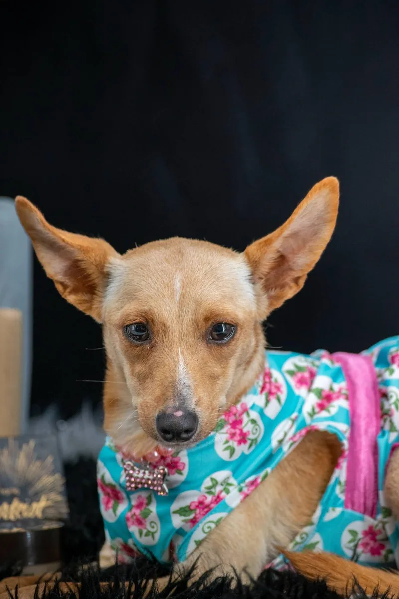 A baby small-sized female Brown / Chocolate Chihuahua dog named Lancome for adoption in Sevierville, TN