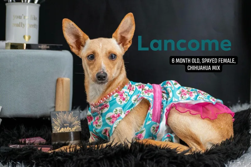Lancome thumbnail 3