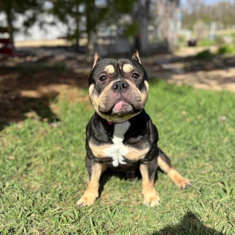 An adult medium-sized male Black American Bulldog dog named Dumplin' for adoption in Fargo, ND