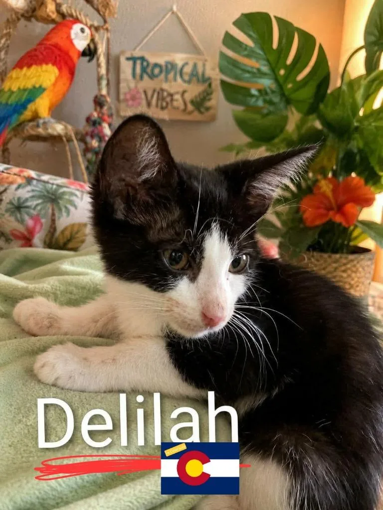 A baby medium-sized male Domestic Short Hair cat named Delilah for adoption in Miami, OK