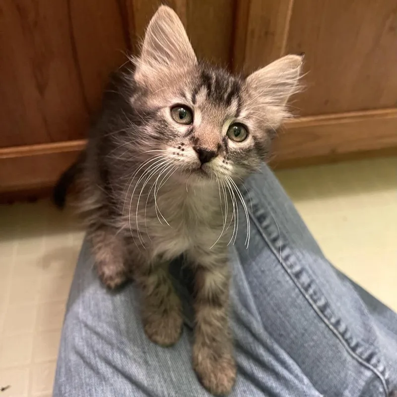 A baby small-sized female Black Domestic Short Hair cat named Rebecca for adoption in Springfield, IL