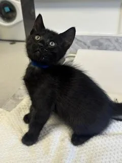 A baby small-sized male Domestic Short Hair cat named Dorian for adoption in Roseville, CA