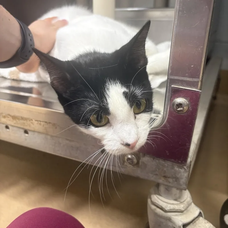 A young medium-sized female Black & White / Tuxedo Domestic Short Hair cat named Shandy for adoption in Saint Charles, MO