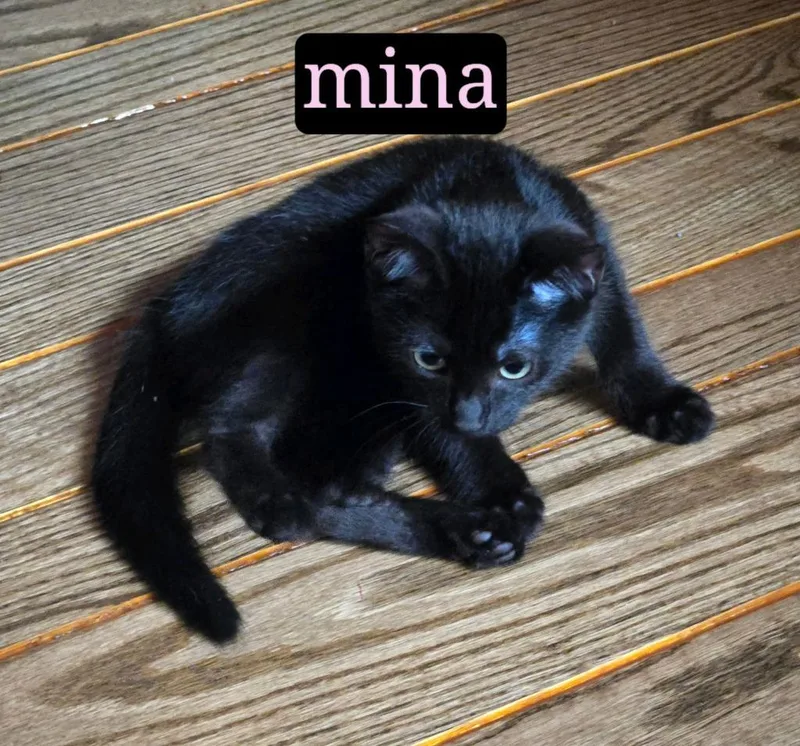 A baby medium-sized female Domestic Short Hair cat named Mina for adoption in Johnson City, TN