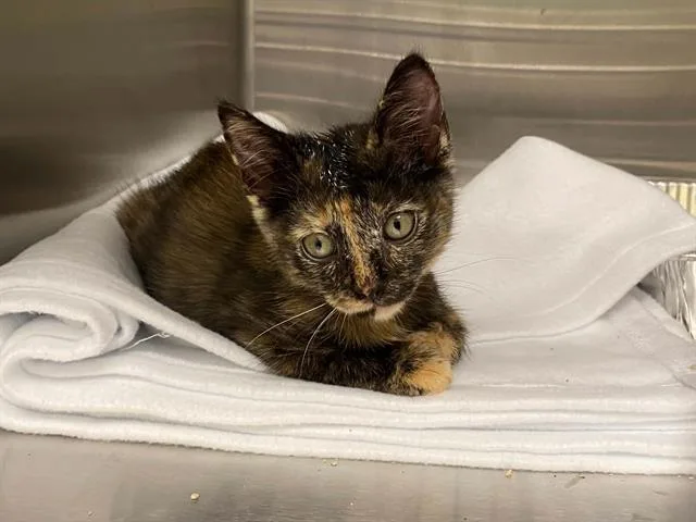 A baby small-sized female Domestic Short Hair cat named Cricket for adoption in Tustin, CA