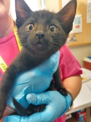 A baby small-sized male Domestic Short Hair cat named Bb for adoption in Fishers, IN