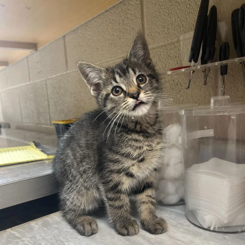A young small-sized female Gray / Blue / Silver Domestic Short Hair cat named Moira for adoption in Lewisburg, WV