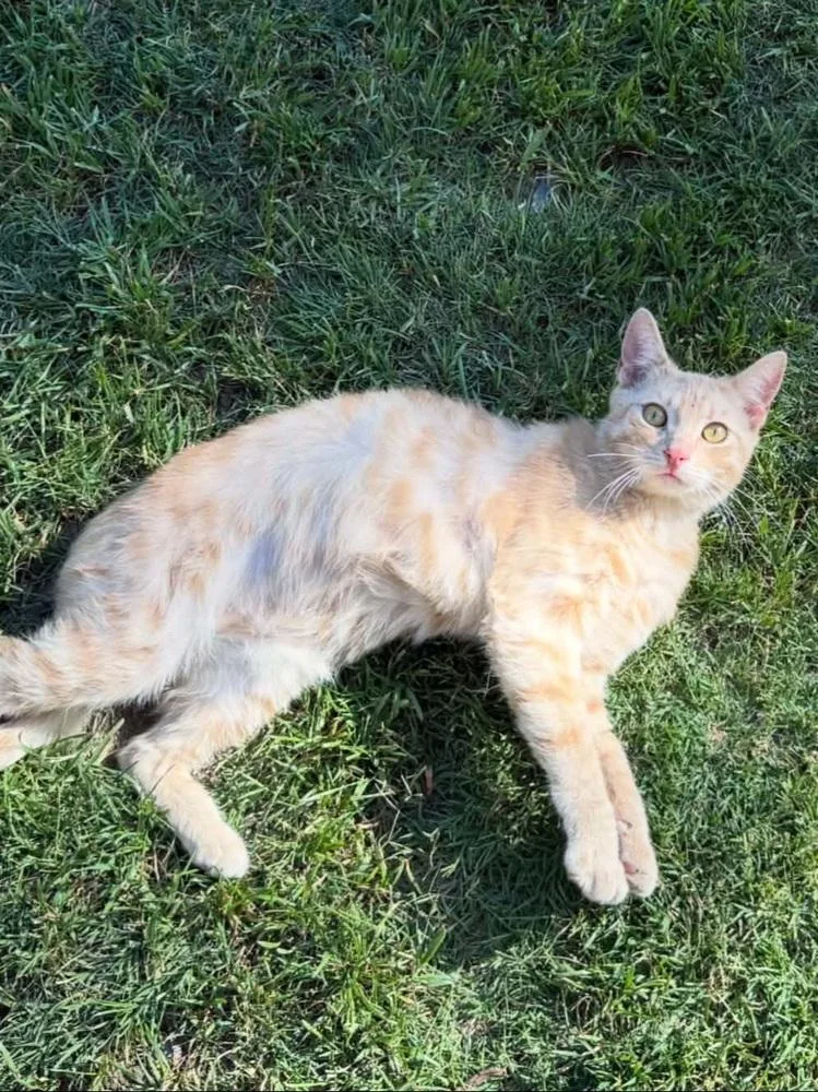 An adult medium-sized male Tabby cat named Ozzy for adoption in Calimesa, CA