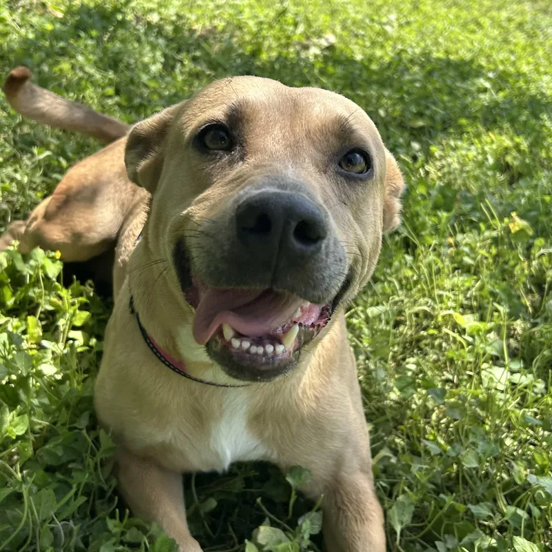 An adult medium-sized female Yellow / Tan / Blond / Fawn Cattle Dog dog named Sweet Cakes for adoption in Cibolo, TX