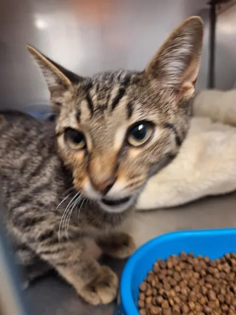 A baby small-sized female Domestic Short Hair cat named Carly for adoption in Killeen, TX