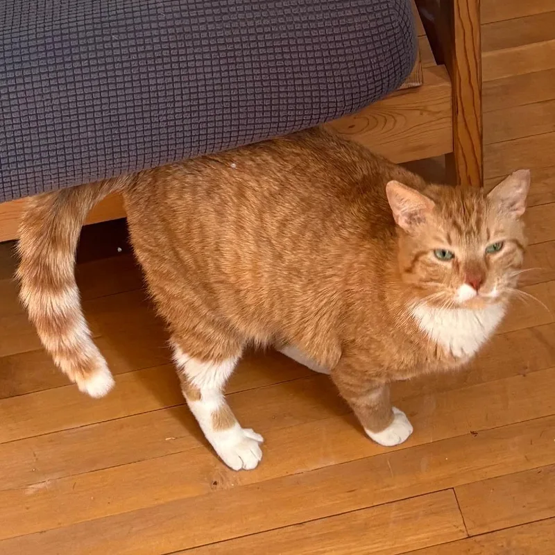 An adult large-sized male Orange / Red Domestic Short Hair cat named Maverick for adoption in Brookfield, WI