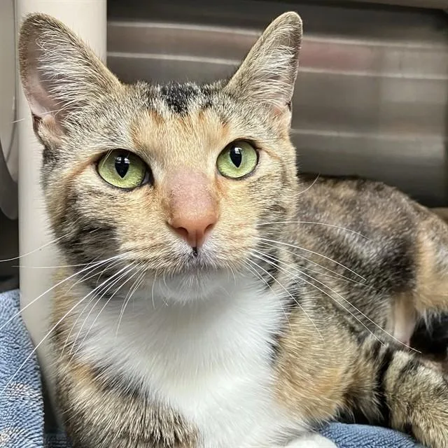 A young small-sized female Domestic Short Hair cat named Sweet Pea for adoption in Alameda, CA