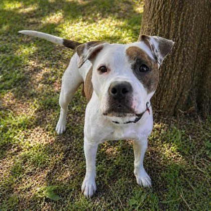 An adult medium-sized female Mixed Breed dog named Heartley for adoption in Merriam, KS