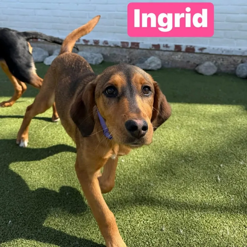 Ingrid