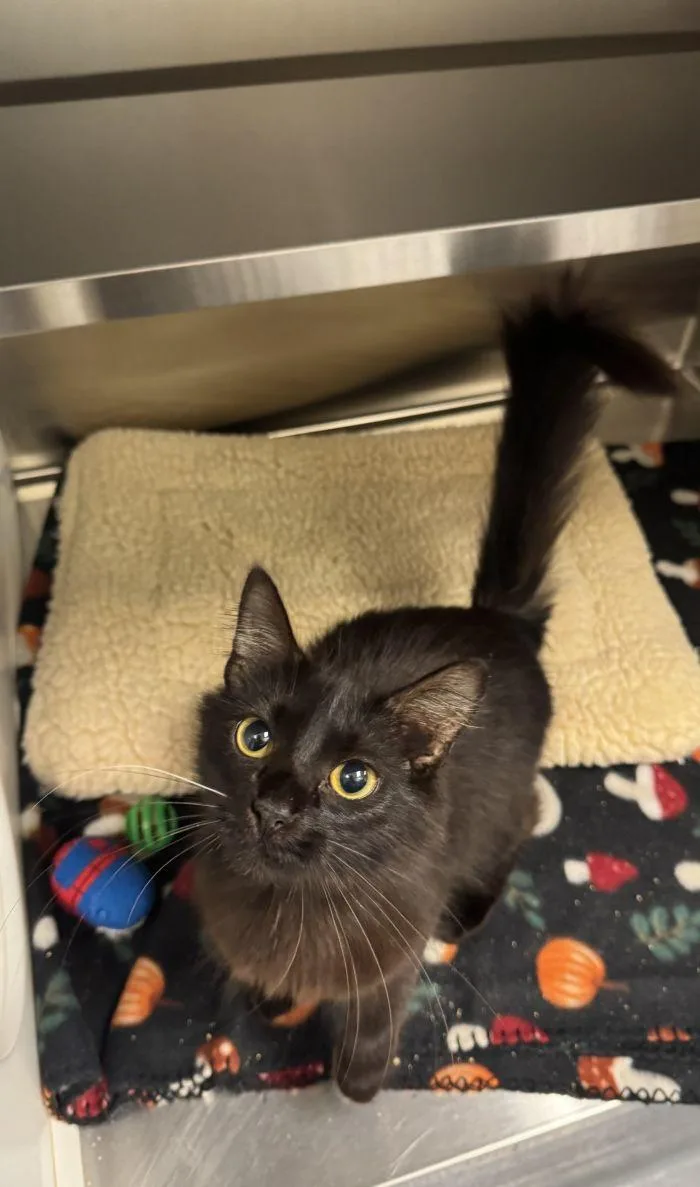 A young small-sized female Black Domestic Short Hair cat named Karma for adoption in Hilton Head Island, SC