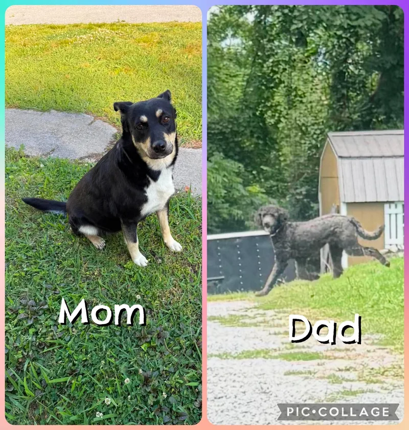 A baby small-sized female Labrador Retriever dog named Riley for adoption in Knoxville, TN