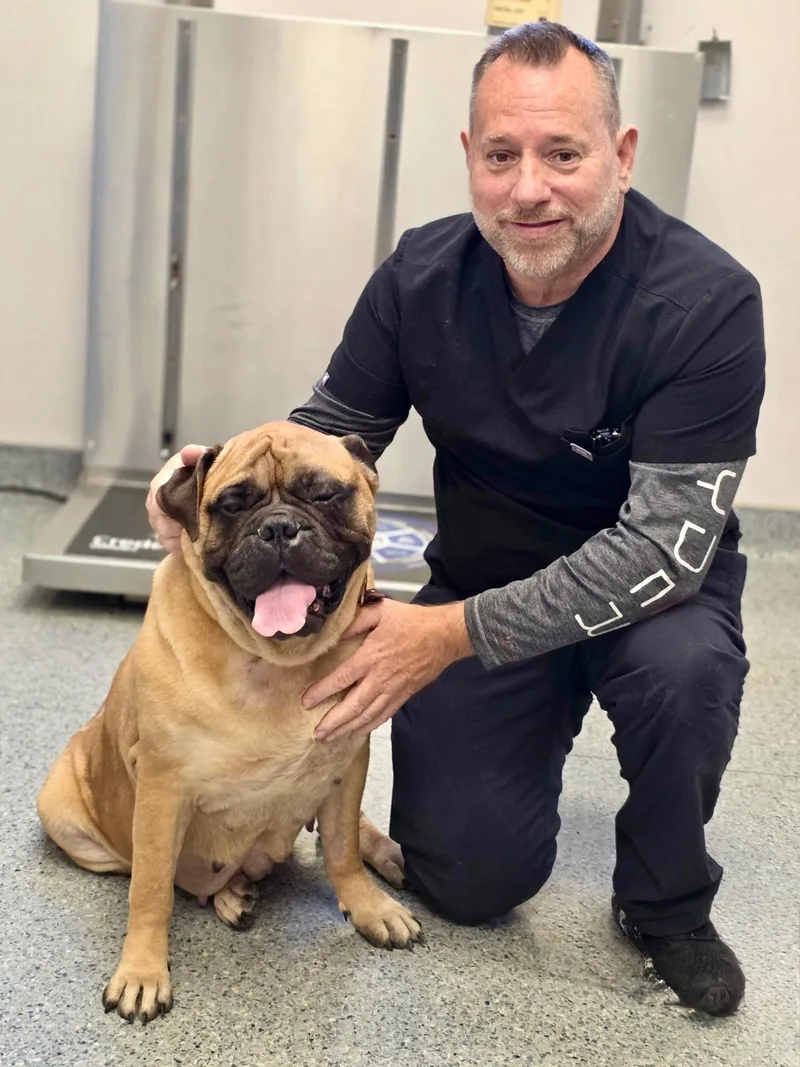 A senior extra large-sized female Black Bullmastiff dog named Hope for adoption in Cranford, NJ