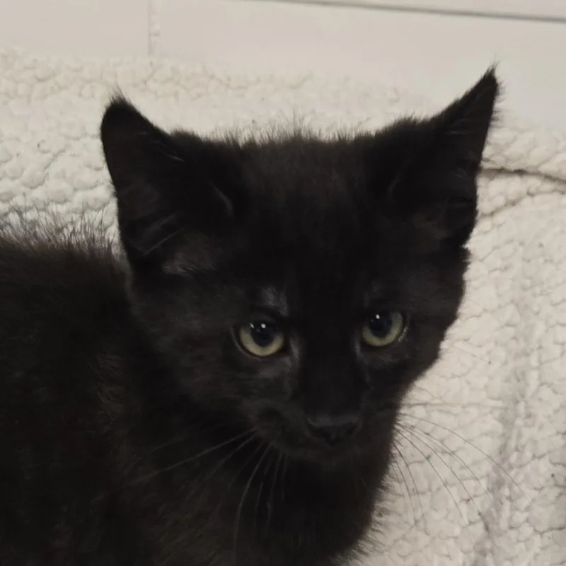 A young medium-sized male Black Domestic Short Hair cat named Harry for adoption in Xenia , OH