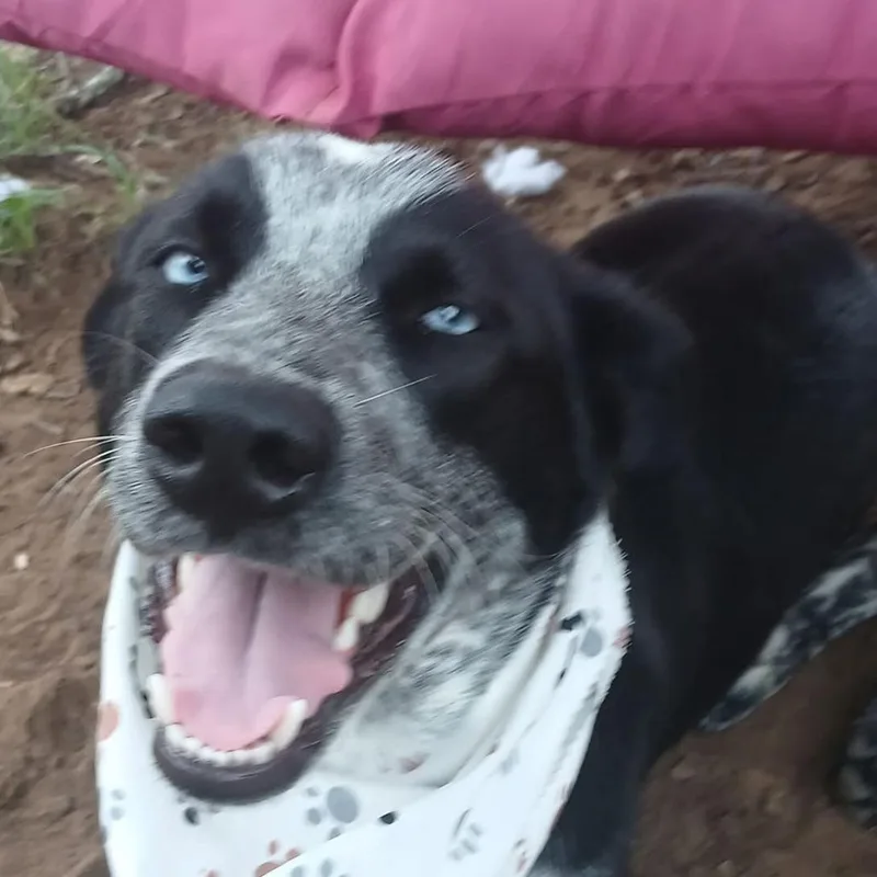 A young medium-sized male Black Australian Cattle Dog / Blue Heeler dog named Shadow for adoption in Austin, TX