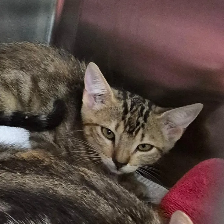 A baby small-sized female Brown / Chocolate Domestic Short Hair cat named Pop for adoption in Vieques, PR