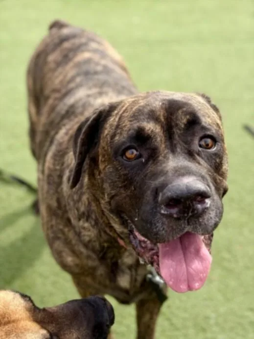 An adult extra large-sized female Cane Corso dog named Scarlette for adoption in Los Angeles, CA