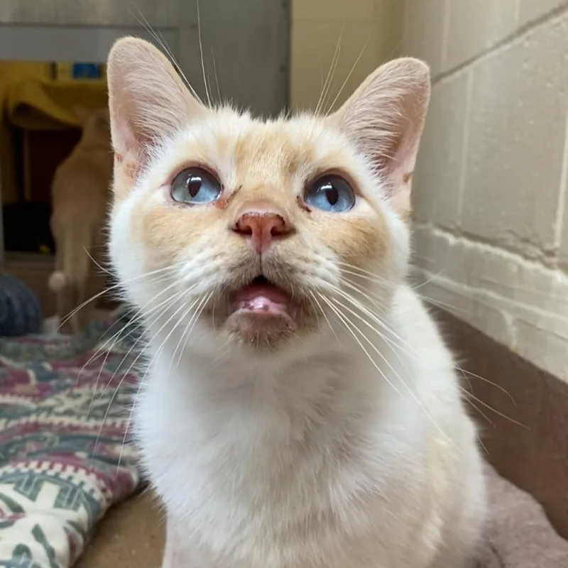 A senior large-sized male Flame Point Domestic Short Hair cat named Oscar H for adoption in Los Angeles, CA
