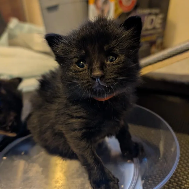 A baby small-sized male Tortoiseshell Domestic Short Hair cat named Pippin for adoption in West Des Moines, IA