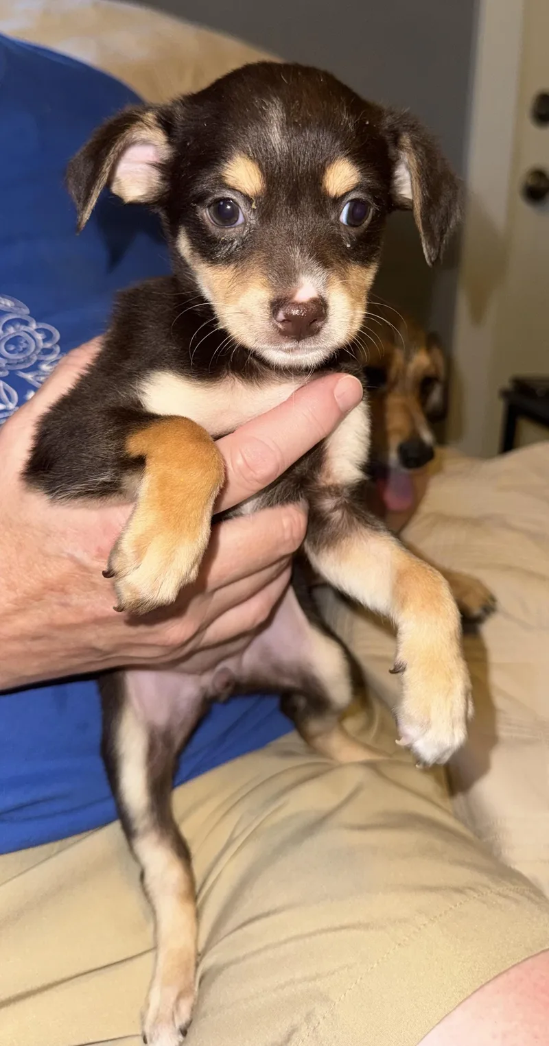 A baby small-sized female Terrier dog named Venus for adoption in Maiden, NC