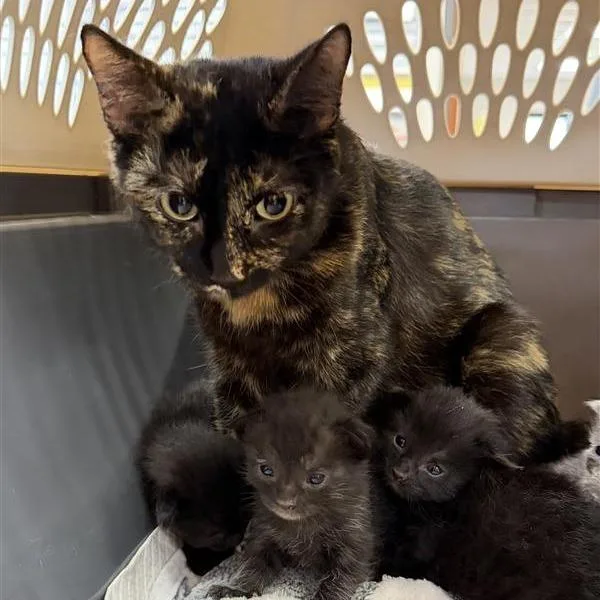 An adult medium-sized female Tortoiseshell Domestic Short Hair cat named Matilda for adoption in Houston, TX