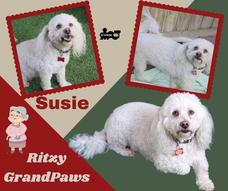 Susie Ritzy Grandpaws